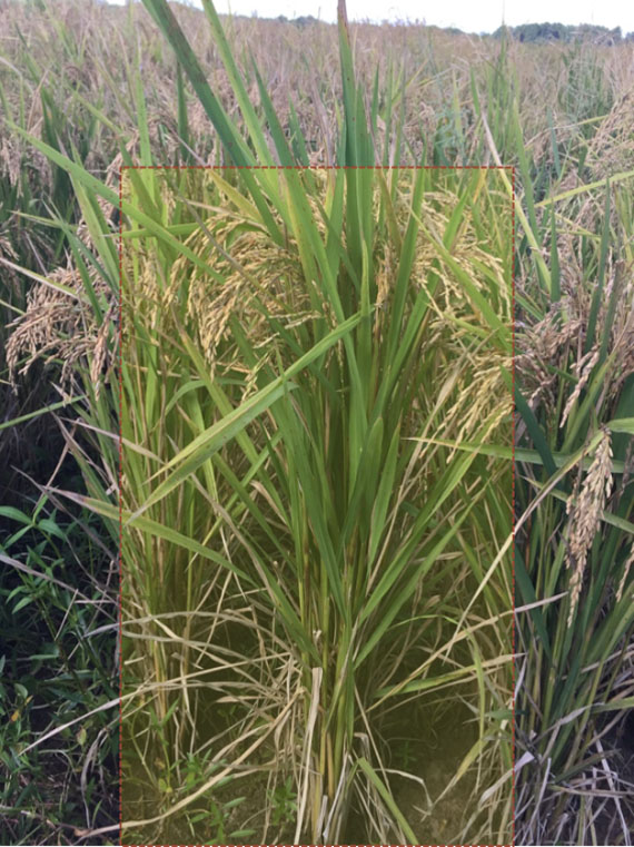 rice plant with good grain fill